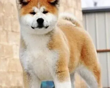 秋田犬|与秋田犬一起减肥其乐无穷