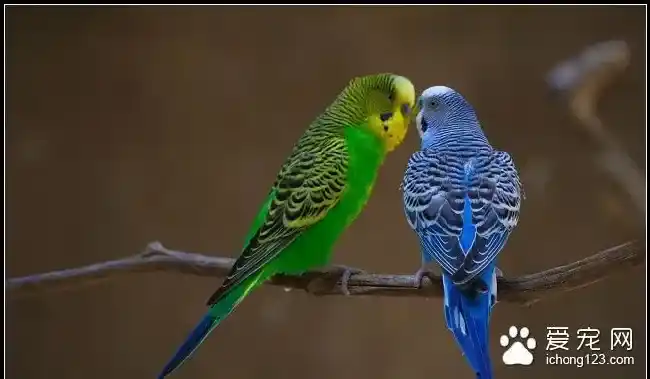 鹦鹉幼鸟怎么饲养 鹦鹉幼鸟日常保温 | 