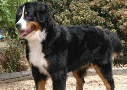 伯恩山犬看家吗 有极强的意欲与主人沟通 | 伯恩山犬