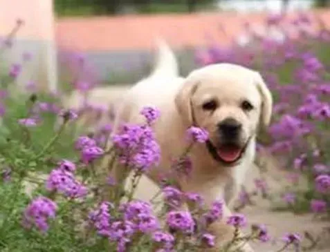 拉布拉多|专家治疗拉布拉多犬感冒有哪些方案