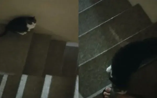 遇上路霸+碰瓷的猫 无奈爸爸每下阶梯要小心翼翼 | 猫