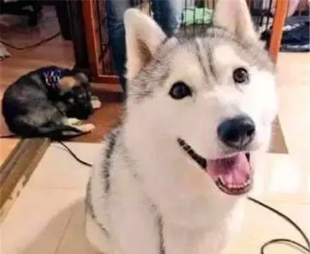 哈士奇拉稀带血可以用庆大霉素么 不能随便使用 | 哈士奇