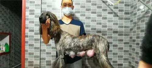 阿富汗猎犬分辨 纯种阿富汗猎犬分辨方法 | 阿富汗猎犬