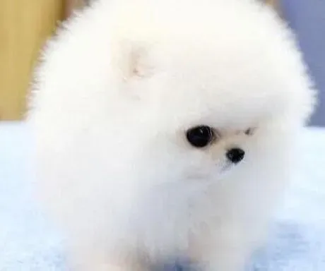 博美犬|五谷杂粮最健康 给博美犬食用好么