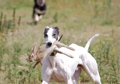 灵缇犬的智商 该犬智商排名第46位 | 灵缇