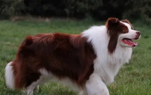 边境牧羊犬多久成年 中大型犬两岁成年 | 边境牧羊犬