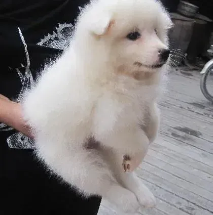 银狐犬|银狐犬打完疫苗之后有哪些注意事项