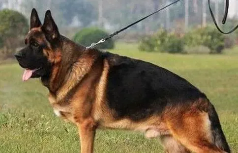德国牧羊犬|德国牧羊犬一直不停的在挠耳朵为什么