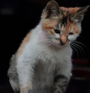 公猫发情叫声 公猫一般隔一周发情一次 | 猫