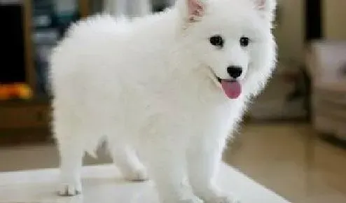 银狐犬|我家银狐犬开始呕吐，没精神如何是好