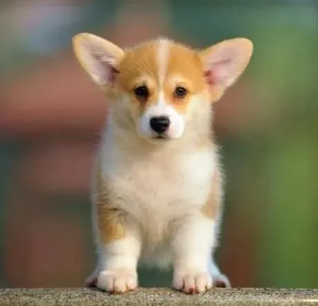 柯基犬|正确的给柯基犬刷牙可以避免口臭