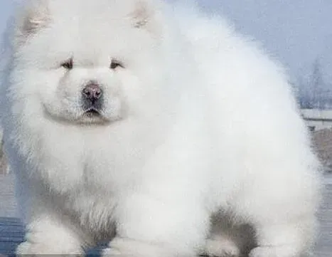 松狮犬|爸爸无意中被松狮犬的牙齿刮伤手指了需要打针吗