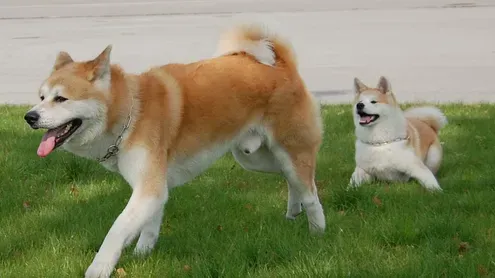 秋田犬与柴犬的区别 如何区分秋田和柴犬 | 秋田犬