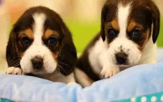 比格犬|想要让比格犬有光泽被毛主人们的日常护理应该怎样做