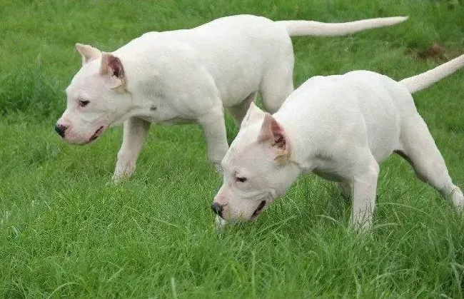 杜高犬|炎热的夏季，为什么杜高犬总吐舌头