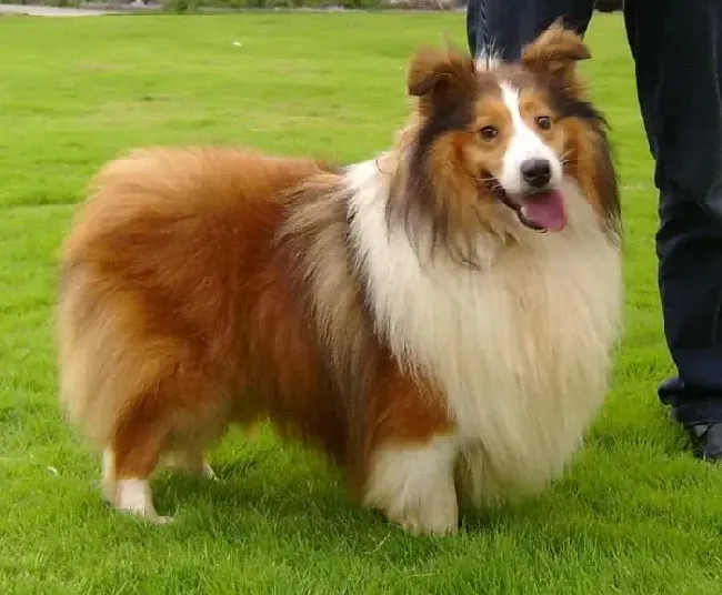喜乐蒂|专家讲解喜乐蒂犬性成熟的时期和规律
