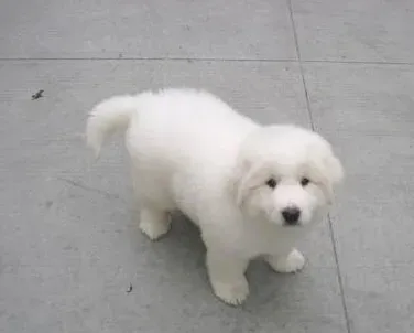 大白熊犬可以长多大 大白熊犬体型较大 | 大白熊