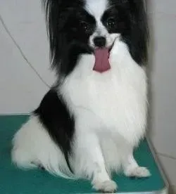 蝴蝶犬|两多月的小蝴蝶犬可以吃什么蔬菜
