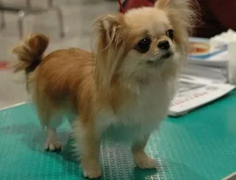 吉娃娃|揣摩狗狗内心 让主人与吉娃娃的沟通更有效