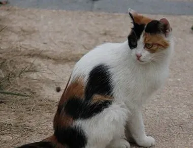被猫抓伤出血怎么办 先用水冲洗伤口 | 猫