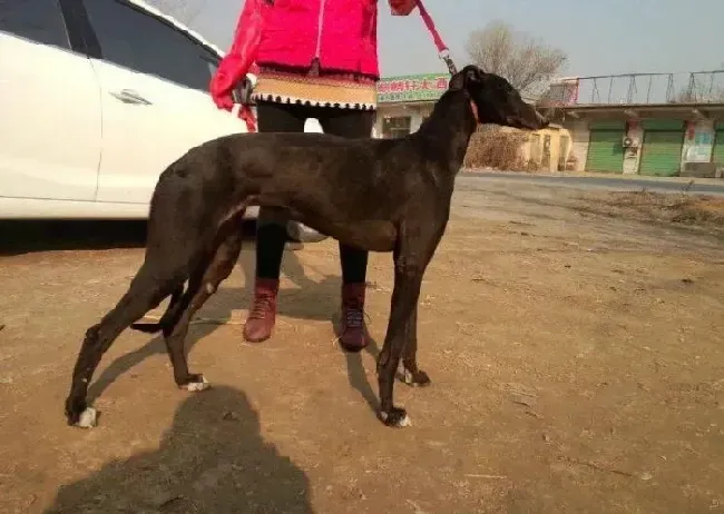 格力犬|格力犬后腿僵硬不知道该怎么办