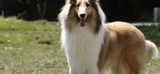 苏格兰牧羊犬|一分钟医学速记 苏格兰牧羊犬患上耳螨应如何医治