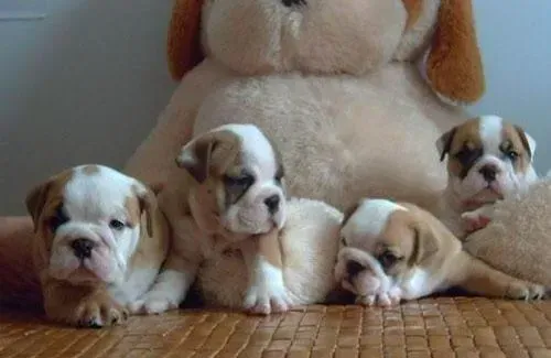 英国斗牛犬|斗牛犬拉肚子，便便是深黄色的到底是怎么了