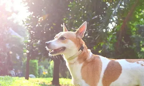 犬旋毛虫病 是一种重要的人兽共患寄生虫病 | 狗