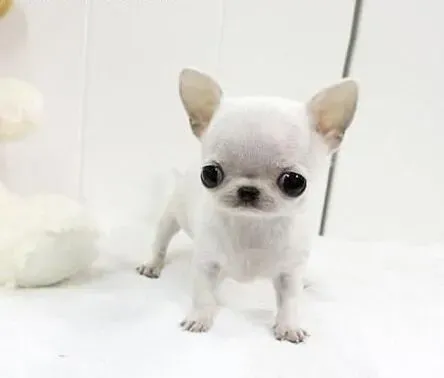 吉娃娃|给吉娃娃做好宠物美容有什么样的好处
