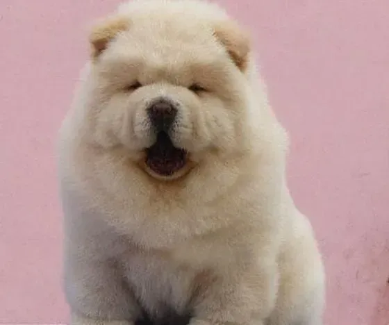 松狮犬|母犬奶水不足 松狮犬幼犬怎么办