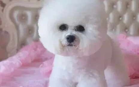 比熊犬|冬天怎样预防比熊犬得上感冒