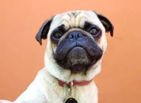 巴哥犬粘人程度 最好要从幼犬开始训练 | 巴哥犬