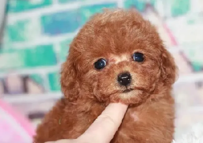 泰迪犬|给泰迪犬做口腔护理的经验分享