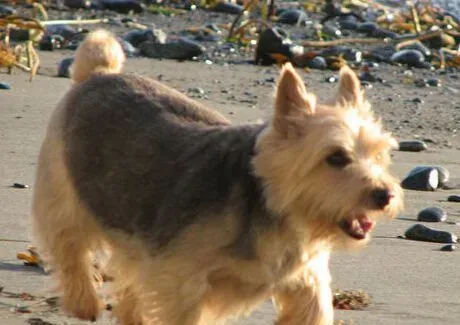 罗威士梗哪里买 买前需了解健康犬的特征  | 罗威士梗