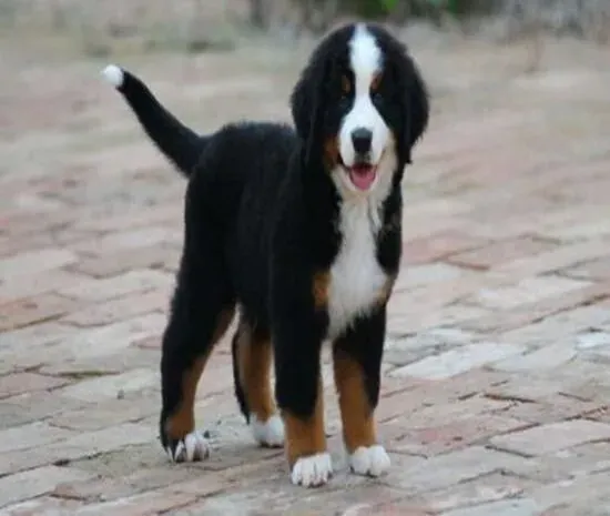 伯恩山犬|健康常识 如何照顾产后的伯恩山犬
