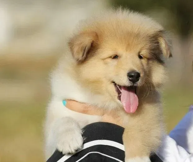 苏格兰牧羊犬|苏格兰牧羊犬患上肺炎应如何医治
