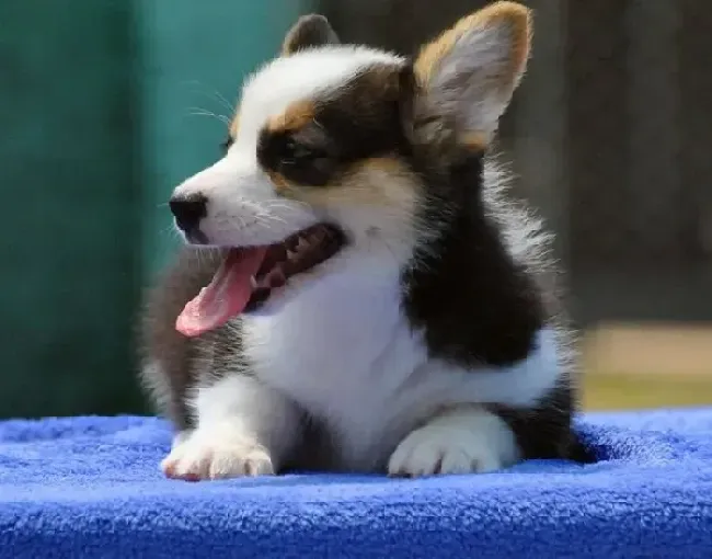 柯基犬|柯基犬感冒了，流鼻涕咳嗽吃药也不好