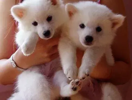 银狐犬|如何培养银狐犬不向别人讨东西