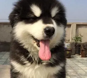 阿拉斯加犬|阿拉斯加雪橇犬消化不良的临床表现与治疗