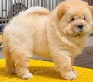 松狮犬|夏季怎么帮助松狮犬做解暑降温的工作
