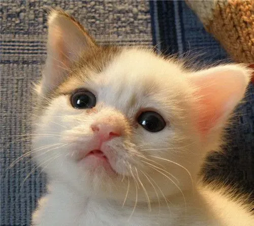 为什么要给猫做绝育 猫绝育后的护理和绝育误区 | 绝育