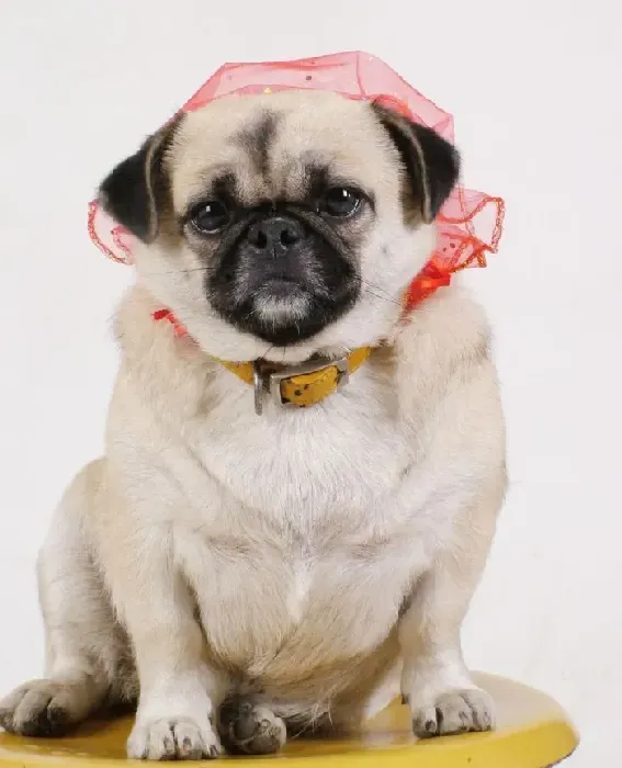 巴哥犬|巴哥犬得了严重的皮肤病求医治方法