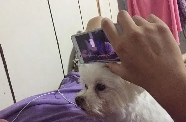 戏精狗狗戏看太多 自学会剑砍装死桥段 | 狗