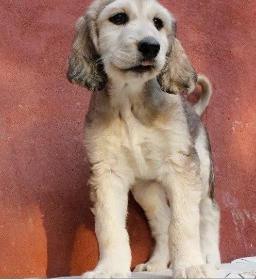 阿富汗猎犬|阿富汗猎犬最近尿血要怎么办