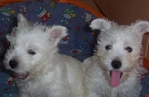 西高地白梗适合吃什么 鸡胸肉适合狗狗吃 | 西高地白梗