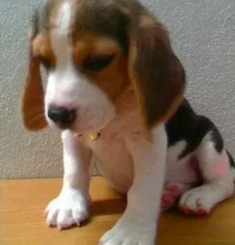 比格犬|一年有四季 发情期的比格犬最佳配种时期是什么时候