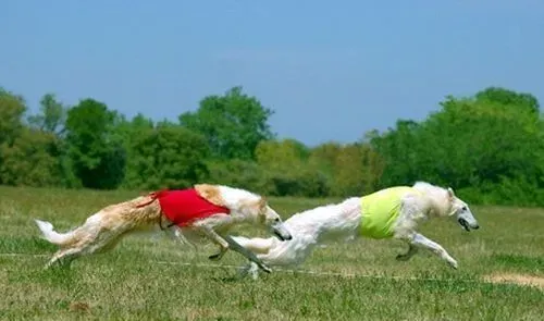 苏俄猎狼犬大吗 雄性的体重范围约75到105磅 | 苏俄猎狼犬