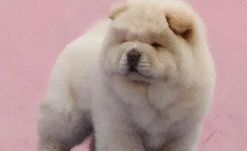 松狮犬|四个半月的松狮犬突然厌食了有方法解决吗