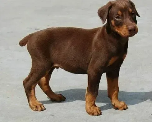 杜宾犬|杜宾犬只是拉稀便需要吃药吗