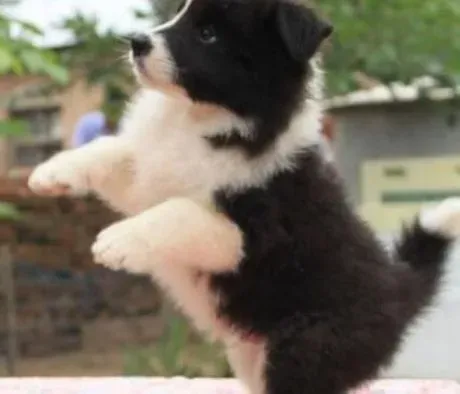 边境牧羊犬|边境牧羊犬有几种最常见的表情